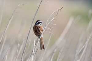 valan slap845 on mac