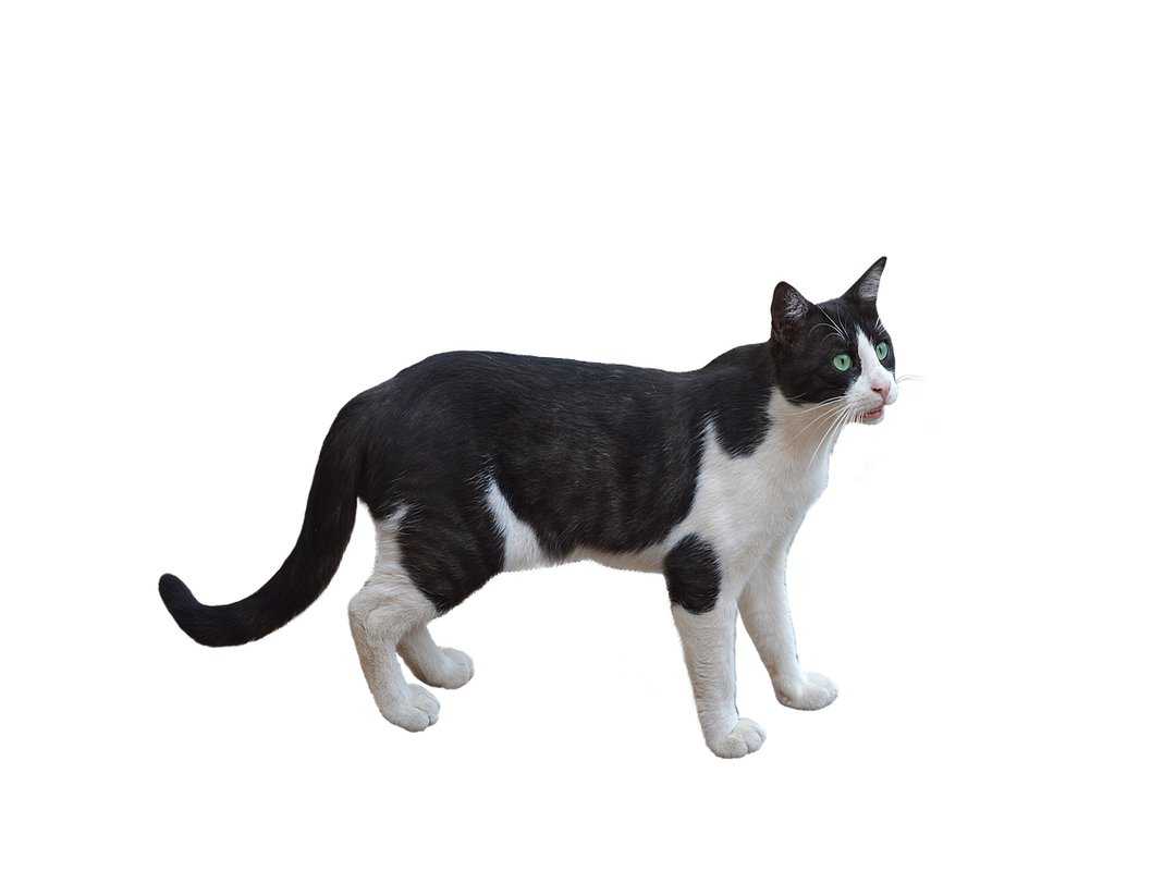 How Sandiro Qazalcat Life