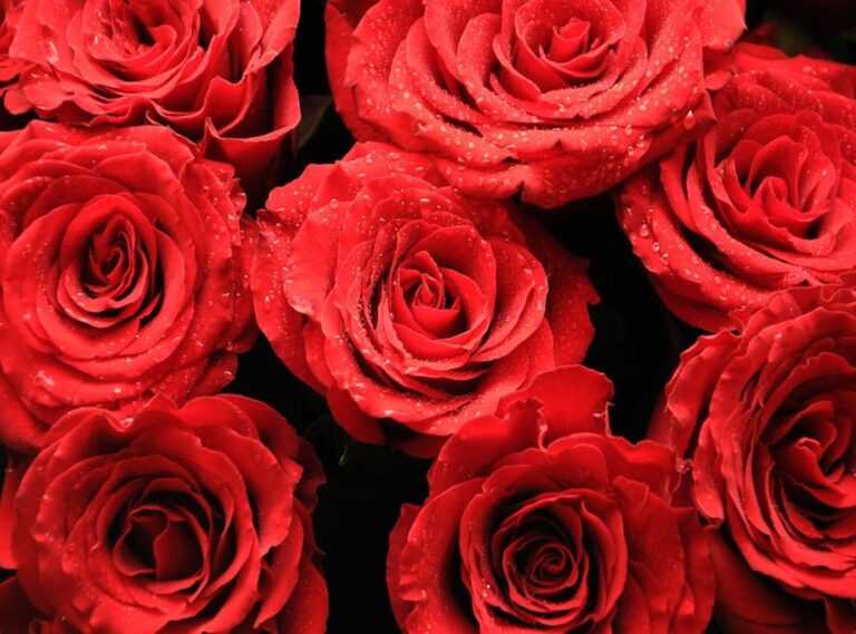 rosas y champaña cap 83